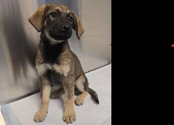 Quinni -  Shepherd Dog for Adoption in Vancouver, Washington - Quinni | PetCurious