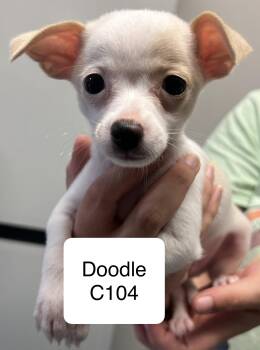 Doodle C104 -  Chihuahua Dog for Adoption in Morganton, North Carolina - Doodle C104 | PetCurious