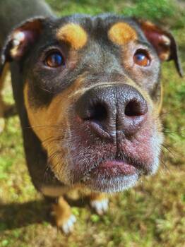 Rescue Rottweiler and Labrador Retriever Dogs for Adoption in Gadsden, Alabama - Hank | PetCurious