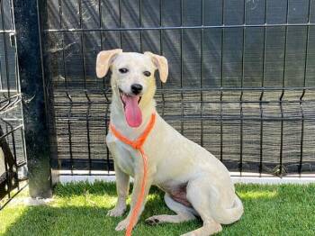 ABRA -  Parson Russell Terrier and Mixed Breed Dog for Adoption in Tustin, California - ABRA | PetCurious