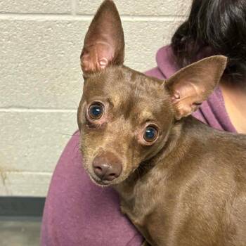 Mixed Breed Dogs Available for Adoption - Thursday | PetCurious