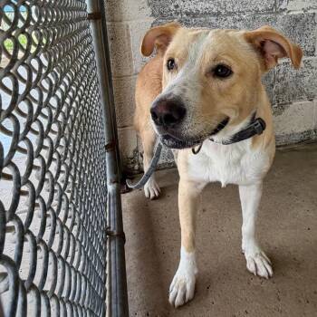 Dale -  Border Collie and Mixed Breed Dog for Adoption in Edinburg, Texas - Dale | PetCurious