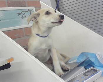 Labrador Retriever and Mixed Breed Dogs Available for Adoption - A2064164 | PetCurious