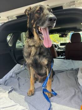 Rescue German Shepherd Dog Dogs for Adoption in Pompano Beach, Florida - Bobby 3119 | PetCurious