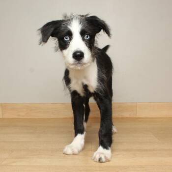 Pudge D69991 -  Collie and Wirehaired Terrier Dog for Adoption in Minnetonka, Minnesota - Pudge D69991 | PetCurious