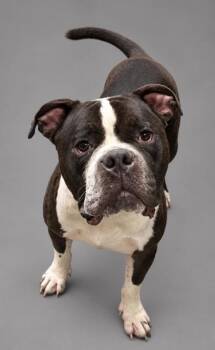 Meatlug -  Fox Terrier and Mixed Breed Dog for Adoption in Bowling Green, Kentucky - Meatlug | PetCurious