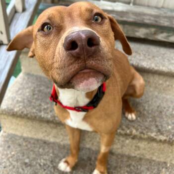 Lil Weezy -  Terrier Dog for Adoption in Abbotsford, British Columbia - Lil Weezy | PetCurious