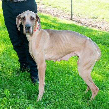 Great Dane Dogs Available for Adoption in Troy, Ohio - Rose | PetCurious