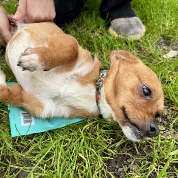 Taco -  Chihuahua Dog for Adoption in Sonoma, California - Taco | PetCurious