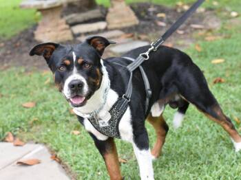 Pit Bull Terrier and Mountain Dog Dogs Available for Adoption in Conroe, Texas - Bruno | PetCurious