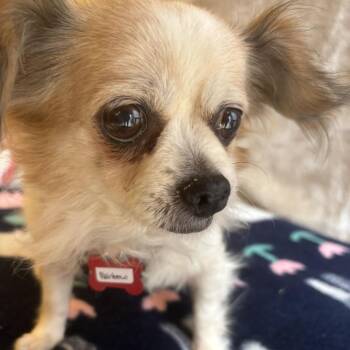 Rainbow 14180 -  Pekingese Dog for Adoption in San Francisco, California - Rainbow 14180 | PetCurious