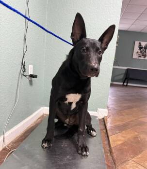 Onyx -A story worth reading. A pup worth loving. -  Shepherd Dog for Adoption in Conway, South Carolina - Onyx -A Story Worth Reading. A Pup Worth Loving. | PetCurious
