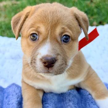 Mixed Breed Dogs Available for Adoption in Huntsville, Alabama - Bess | PetCurious