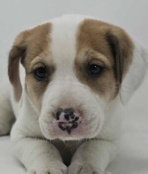 Rescue Beagle and Terrier Dogs for Adoption in Newport, Tennessee - Casa Blanca | PetCurious