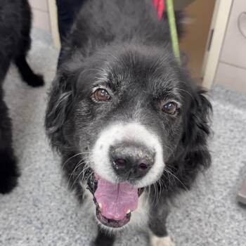 Fagen -  Great Pyrenees Dog for Adoption in Chicago, Illinois - Fagen | PetCurious
