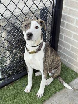 Mixed Breed Dogs Available for Adoption - SUSIE | PetCurious