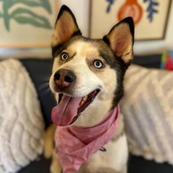 Husky and Siberian Husky Dogs Available for Adoption in Friendswood, Texas - Jade Fancy Lady | PetCurious