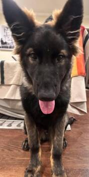 Ghost -  German Shepherd Dog Dog for Adoption in Palo Alto, California - Ghost | PetCurious