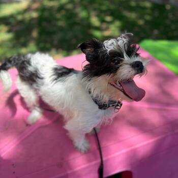 Mixed Breed Dogs Available for Adoption in Port Richey, Florida - Milo | PetCurious