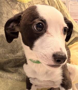 Bugles -  Pit Bull Terrier and Shih Tzu Dog for Adoption in Golden, Colorado - Bugles | PetCurious