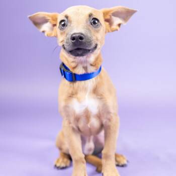Riff Raff -  Chihuahua and Mixed Breed Dog for Adoption in Portland, Oregon - Riff Raff | PetCurious