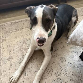 Marshall -  Mixed Breed Dog for Adoption in Escondido, California - Marshall | PetCurious