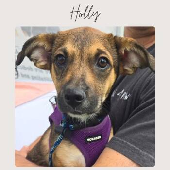 HOLLY -  Mixed Breed Dog for Adoption in San Juan Capistrano, California - HOLLY | PetCurious