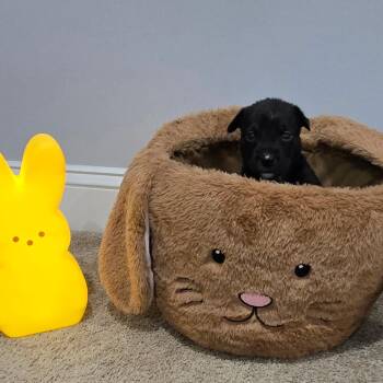 Husky Dogs Available for Adoption in Aberdeen, North Carolina - Ranger | PetCurious