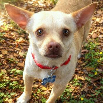 Chihuahua and Mixed Breed Dogs Available for Adoption in Boerne, Texas - Brooks | PetCurious