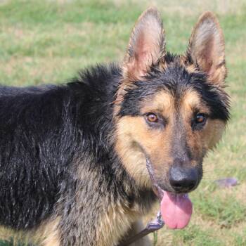 Koe -  German Shepherd Dog and Mixed Breed Dog for Adoption in Cleveland, Mississippi - Koe | PetCurious