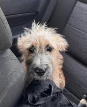Jake -  Wheaten Terrier and Cairn Terrier Dog for Adoption in Manvel, Texas - Jake | PetCurious