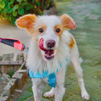 Jack Russell Terrier and Spaniel Dogs Available for Adoption in San Diego, California - Yossie | PetCurious