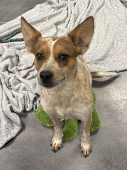 Sunshine -  Australian Cattle Dog Blue Heeler Dog for Adoption in Phoenix, Arizona - Sunshine | PetCurious