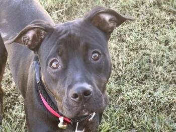 Rescue Mixed Breed Dogs for Adoption in Georgetown, Texas - Chalupa | PetCurious