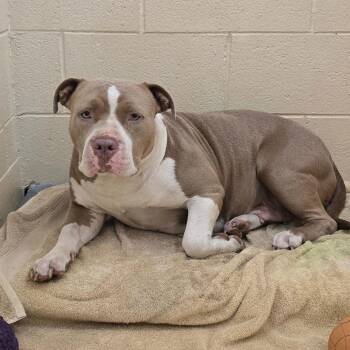 Ocelot -  Mixed Breed Dog for Adoption in Winston-salem, North Carolina - Ocelot | PetCurious