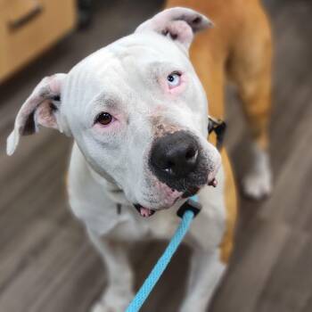 Mixed Breed Dogs Available for Adoption - Rj | PetCurious