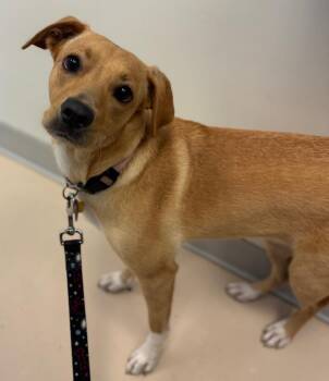 Sandy* -  Labrador Retriever and Mixed Breed Dog for Adoption in Belton, Texas - Sandy* | PetCurious
