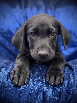 ALFALFA -  Labrador Retriever Dog for Adoption in La Habra, California - ALFALFA | PetCurious
