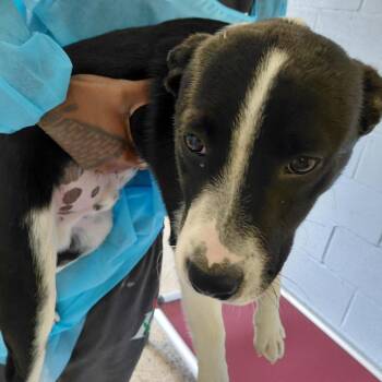 Mixed Breed Dogs Available for Adoption in Loxahatchee Groves, Florida - OTIS  4632 | PetCurious