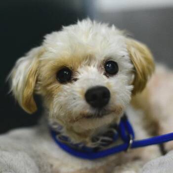 Jax -  Miniature Poodle and Mixed Breed Dog for Adoption in Idaho Falls, Idaho - Jax | PetCurious