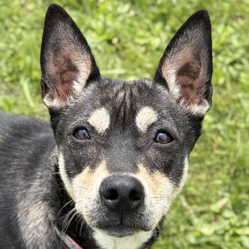 Terrier Dogs Available for Adoption in Jefferson, Wisconsin - Darla | PetCurious