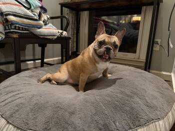 French Bulldog Dogs Available for Adoption in Southaven, Mississippi - GEORGIA | PetCurious