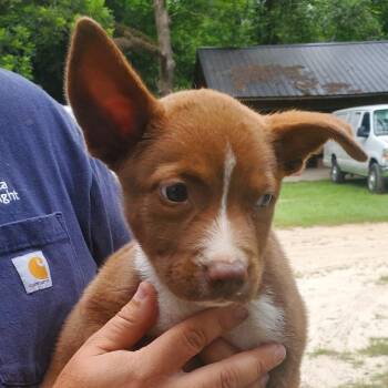 Little Grace -  Terrier and Husky Dog for Adoption in Quakertown, Pennsylvania - Little Grace | PetCurious