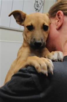 ELVIS -  Dachshund and Mixed Breed Dog for Adoption in Albuquerque, New Mexico - ELVIS | PetCurious