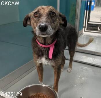 MIYA -  Terrier and Mixed Breed Dog for Adoption in Oklahoma City, Oklahoma - MIYA | PetCurious