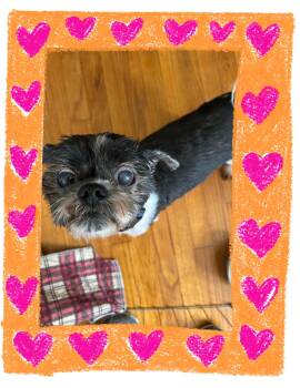 Shih Tzu Dogs Available for Adoption in Winchester, Connecticut - Igor | PetCurious