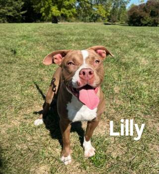 Rescue Boxer and Labrador Retriever Dogs for Adoption in Quincy, Michigan - Lilly | PetCurious