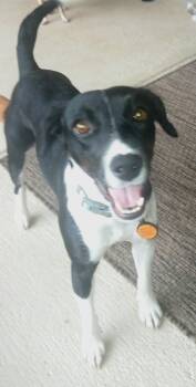 Hound and Pointer Dogs Available for Adoption in Savannah, Georgia - Gloria | PetCurious