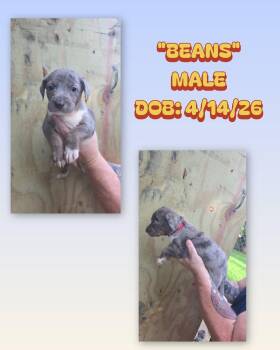 Catahoula Leopard Dog and Australian Shepherd Dogs Available for Adoption in Baker, Louisiana - Beans | PetCurious