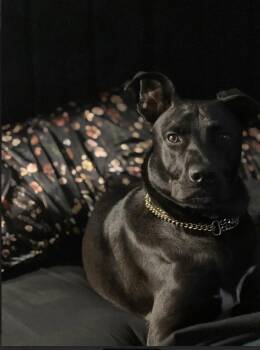 Travis -  Labrador Retriever and Terrier Dog for Adoption in Cary, North Carolina - Travis | PetCurious